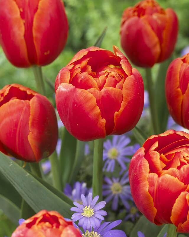 Icoon Double Late Tulip Bulbs for Planting