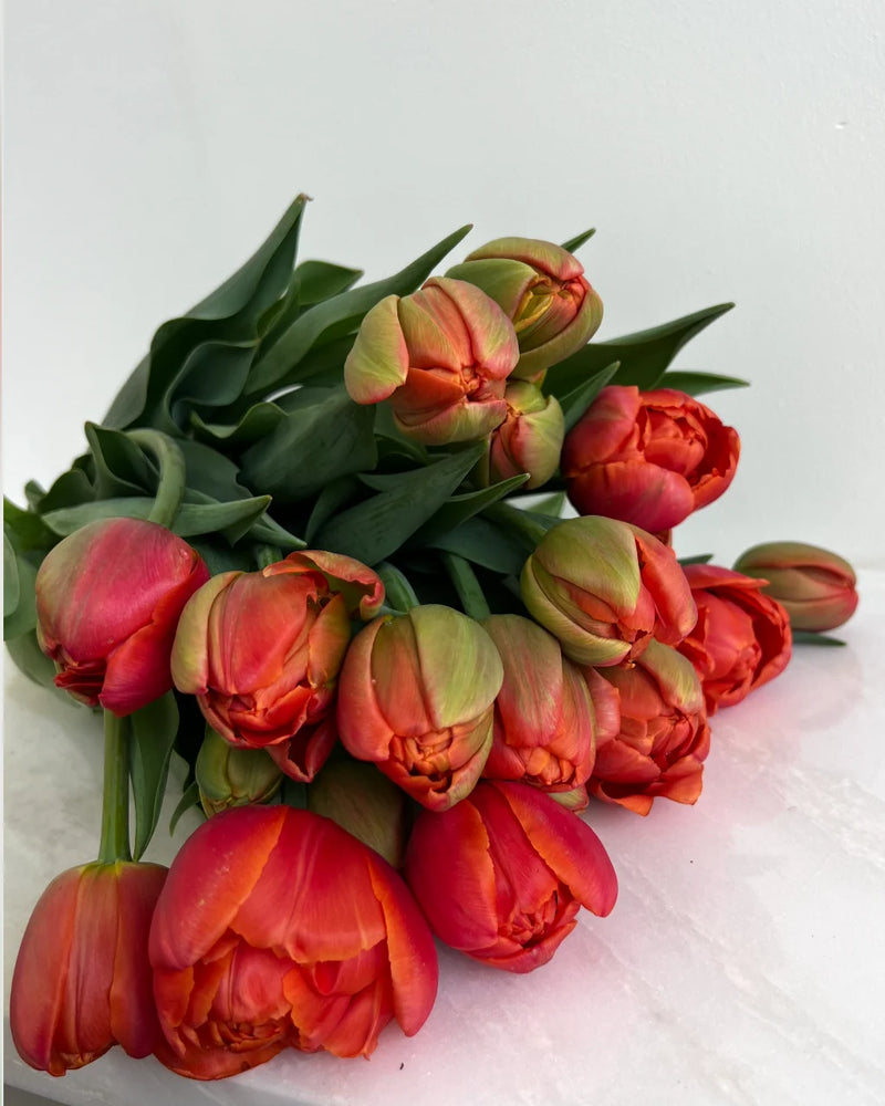 Icoon Double Late Tulip Bulbs for Planting