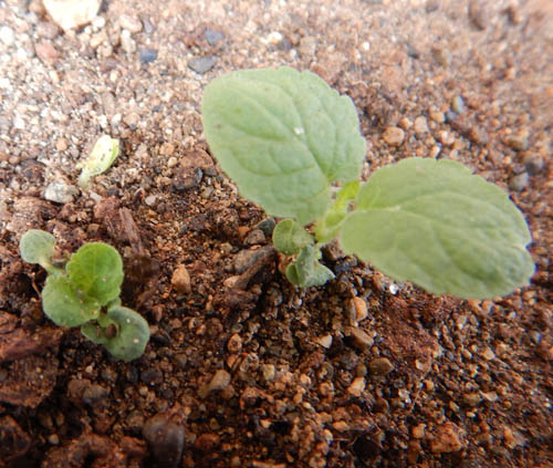 Sticky Sage , flowers Seeds - Caribbean garden seed