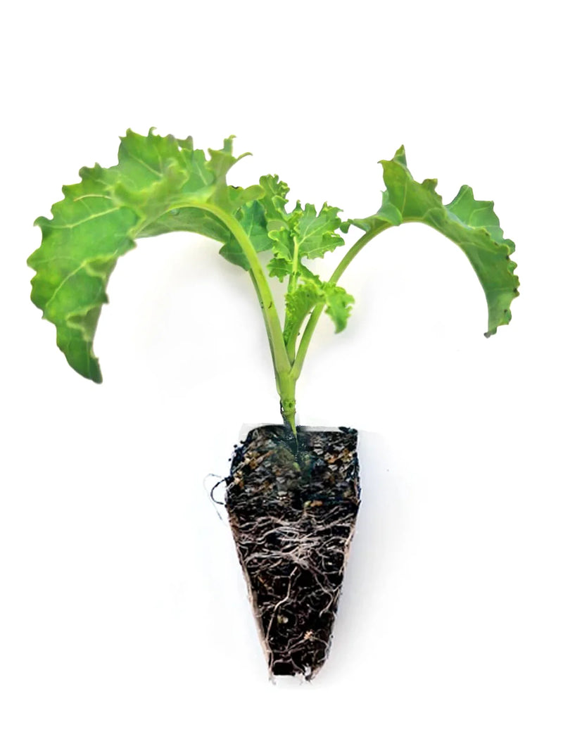 Green Kale Starter Plants - Bundle of 10 Live Plants