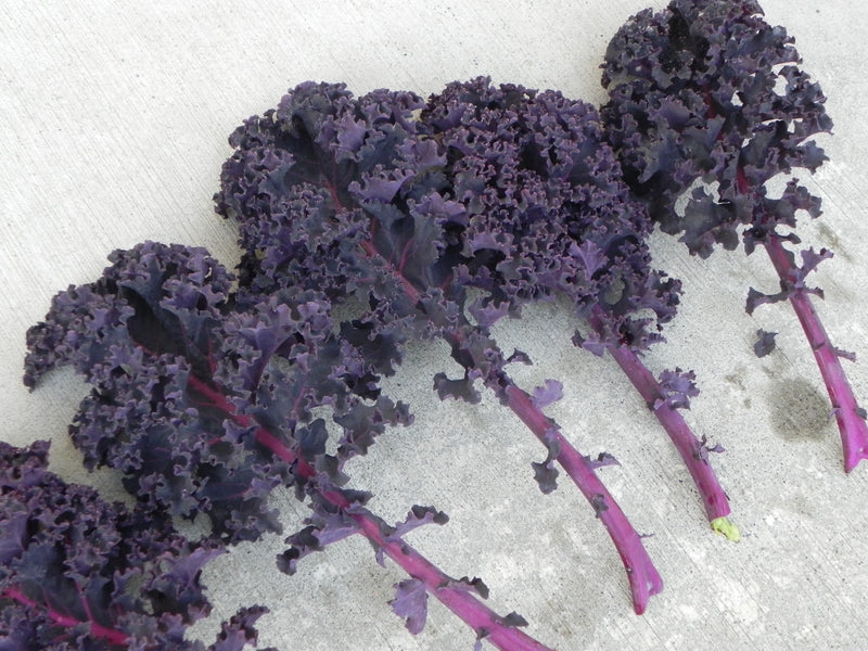 5 Redbor Curly Kale Live Plants