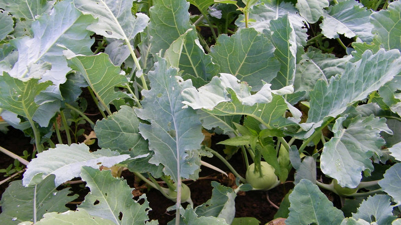 4 Kossak Kohlrabi Live Plants