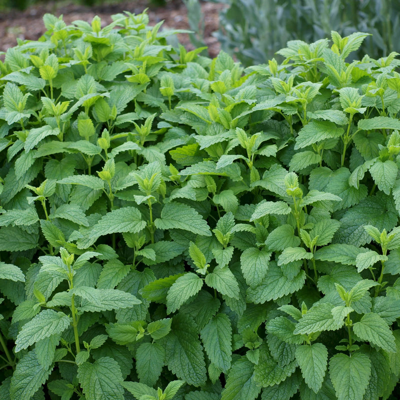 Lemon Balm Live Herb Plants (Melissa officinalis) pack or 3