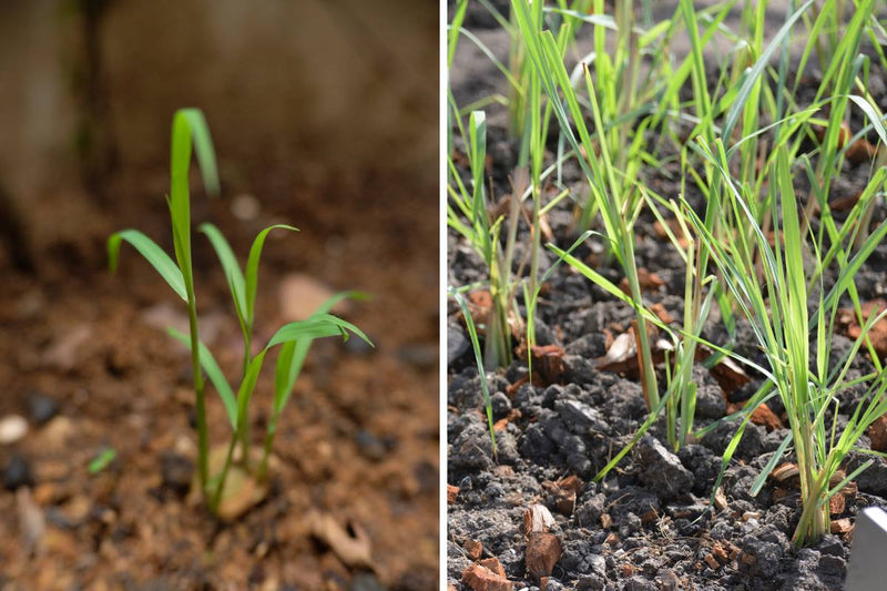West Indian Lemongrass Seeds - Fever Grass Culinary Herb