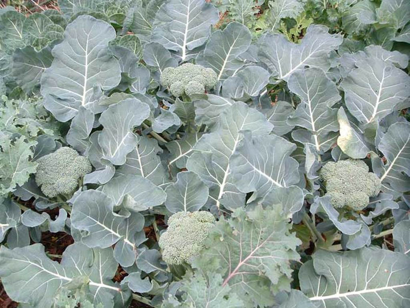Imperial Broccoli - 5 Live Plants