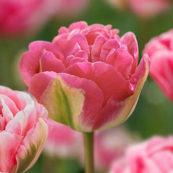 Glamour Girl Double Late Tulip Bulbs for Planting