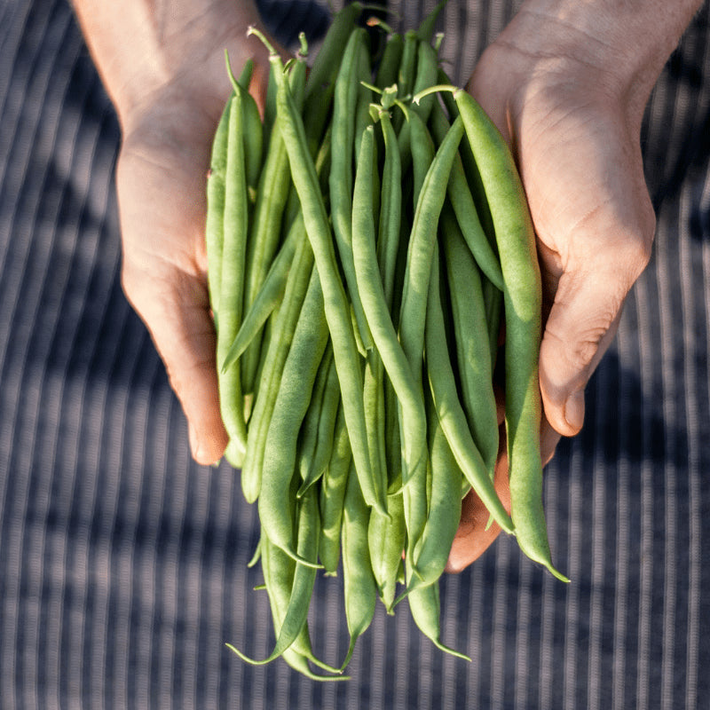 Aurora Bush Bean Seeds | 100 Seeds