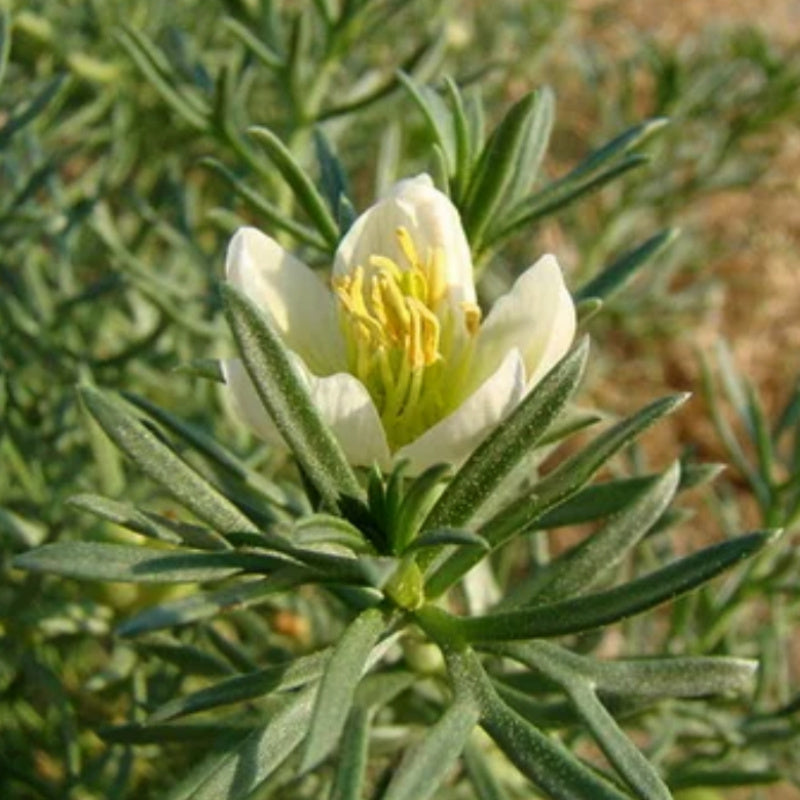 Peganum Harmala Seeds (Syrian Rue)