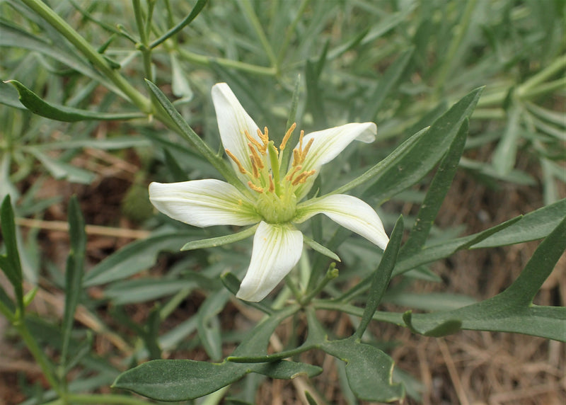 Peganum Harmala Seeds (Syrian Rue)