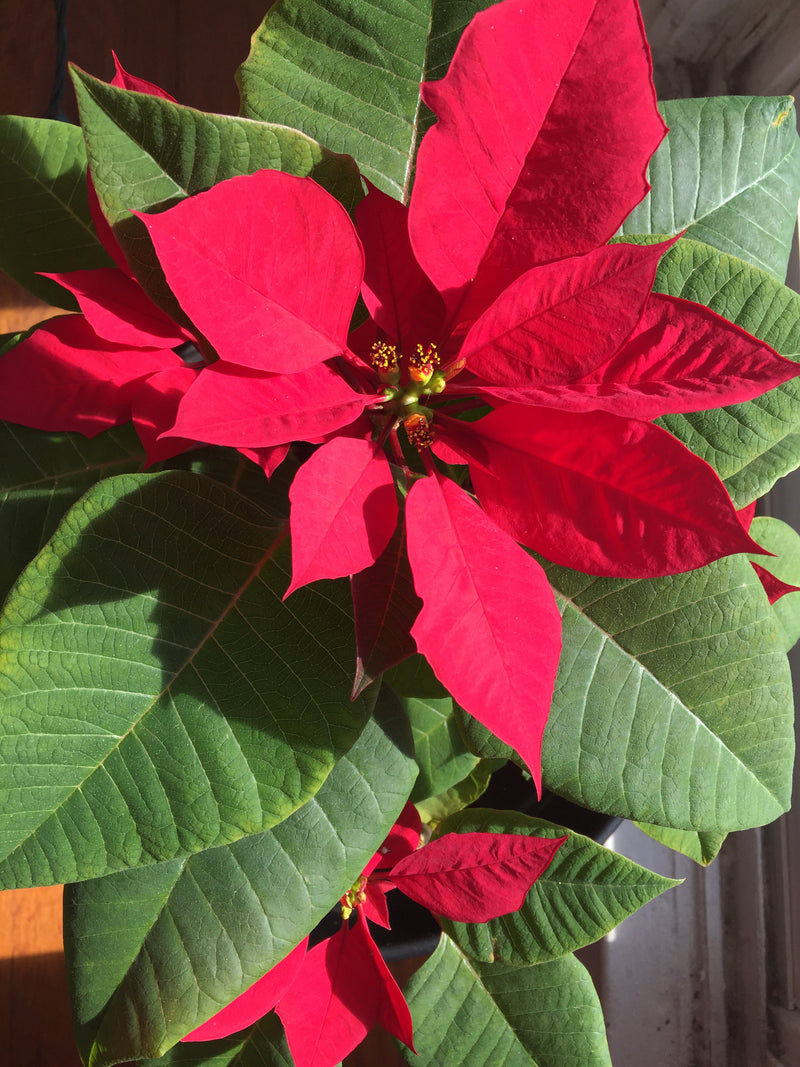 Poinsettia Live Plant | 4.5-Inch Pot