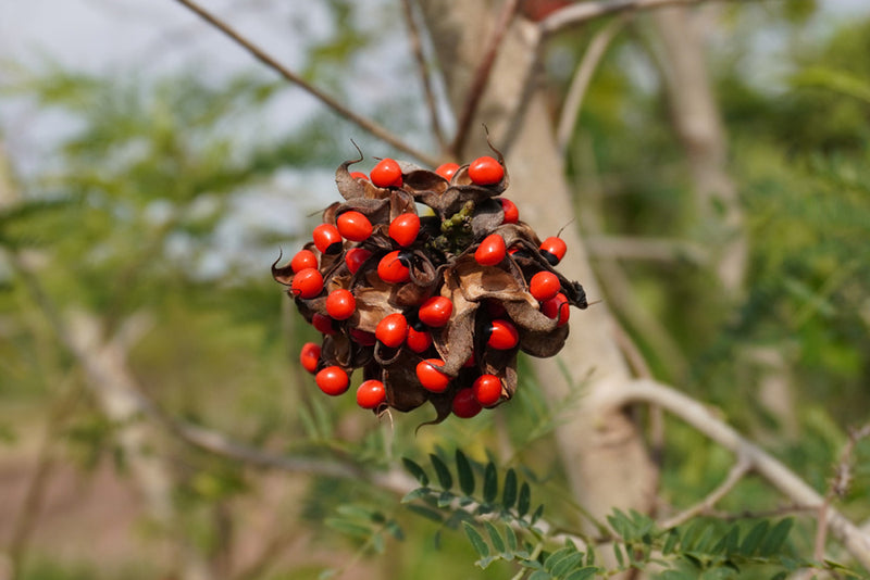 Jequirity Bean Seeds - Abrus precatorius | Rosary Pea Tropical Vine