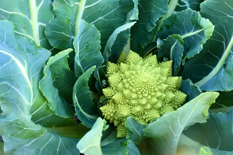 4 Veronica Romanesco Live Plants