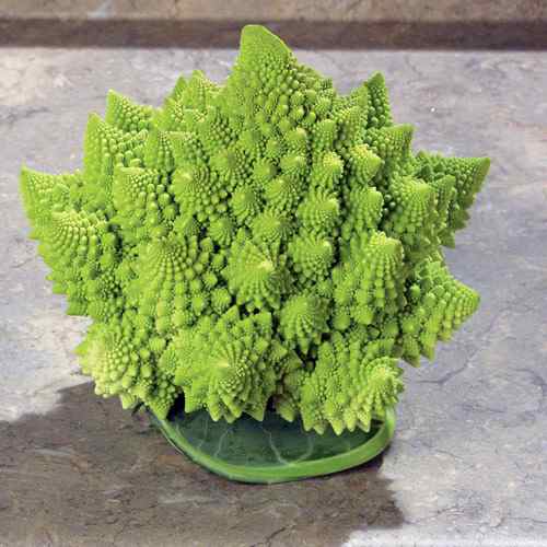 4 Veronica Romanesco Live Plants