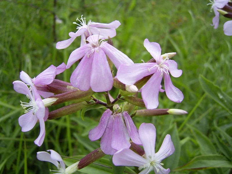 Bouncing Bet Soapwort Seeds – Fragrant Perennial Wildflower, Medicinal Herb (Saponaria officinalis)