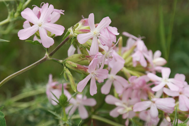 Bouncing Bet Soapwort Seeds – Fragrant Perennial Wildflower, Medicinal Herb (Saponaria officinalis)