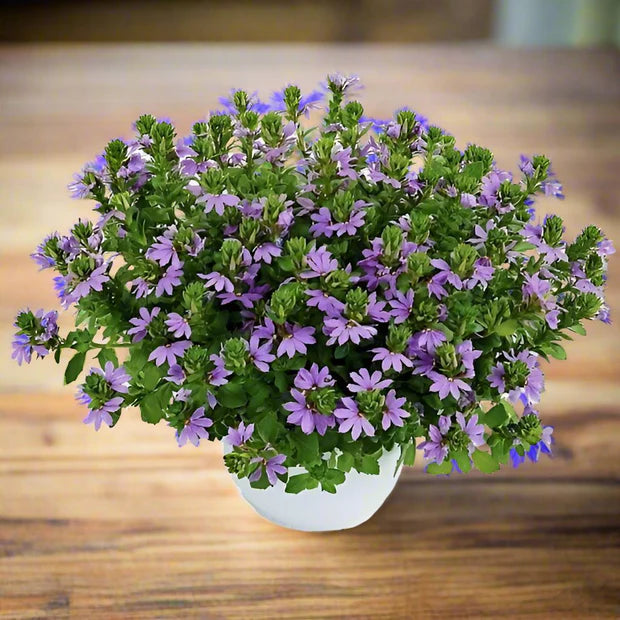 Purple Scaevola Fan Flower | Live Plant | Australian Evergreen Shrub | Zones 9–11 | Pots & Baskets