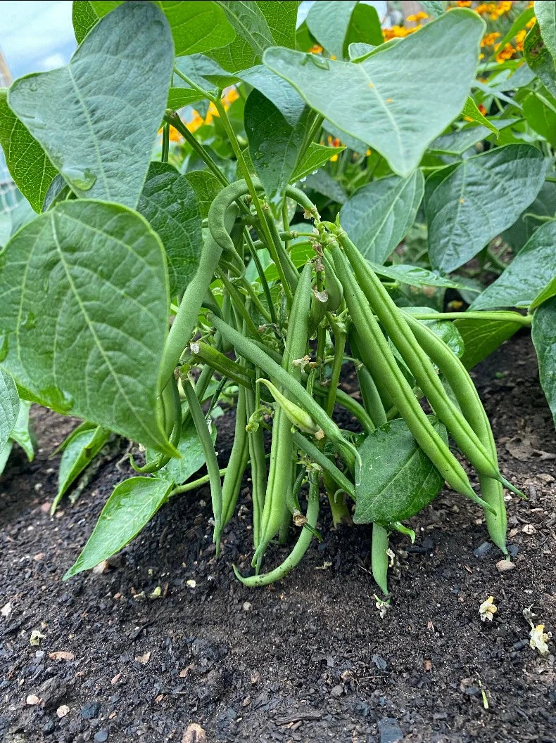 Aurora Bush Bean Seeds | 100 Seeds