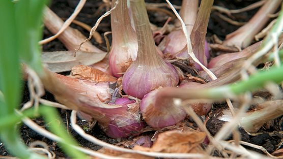 Dutch Red Shallot Sets - Planting Bulbs