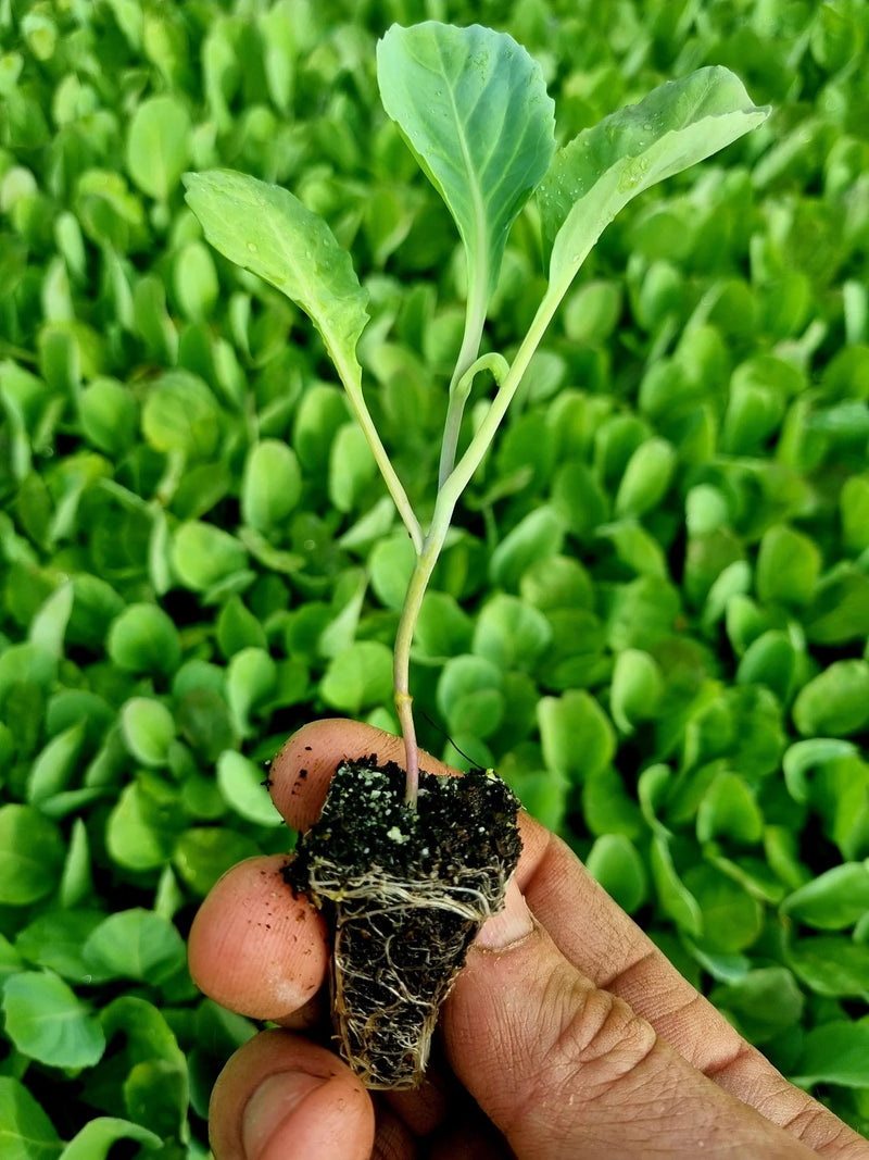 Georgia Southern Collard Starter Plants - Live Vegetable Plants