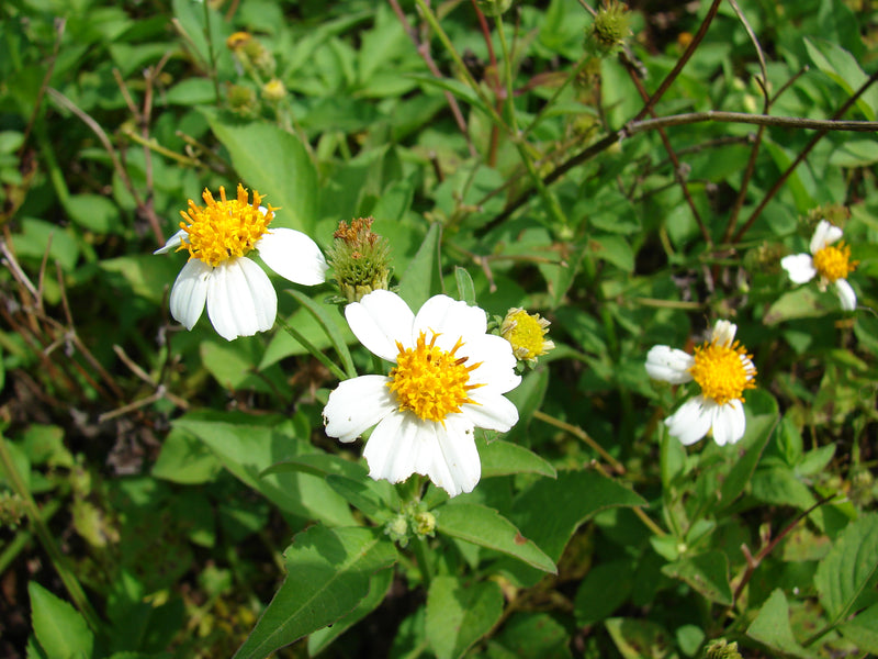 Bidens alba Live Plants | Spanish Needles