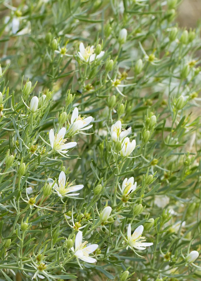 Peganum Harmala Seeds (Syrian Rue)