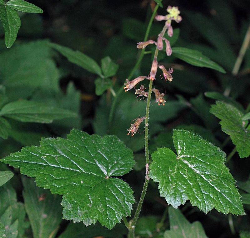 Tolmiea Piggyback Plant – Live Houseplant | Self-Propagating, Pet-Friendly (Tolmiea menziesii)