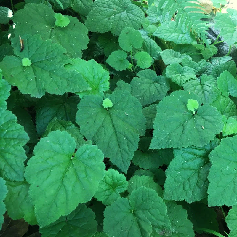 Tolmiea Piggyback Plant – Live Houseplant | Self-Propagating, Pet-Friendly (Tolmiea menziesii)