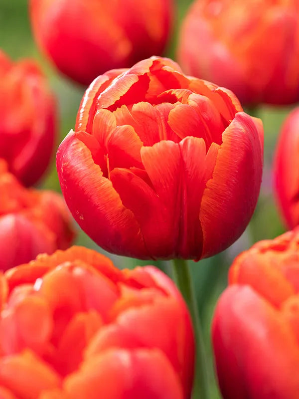 Icoon Double Late Tulip Bulbs for Planting