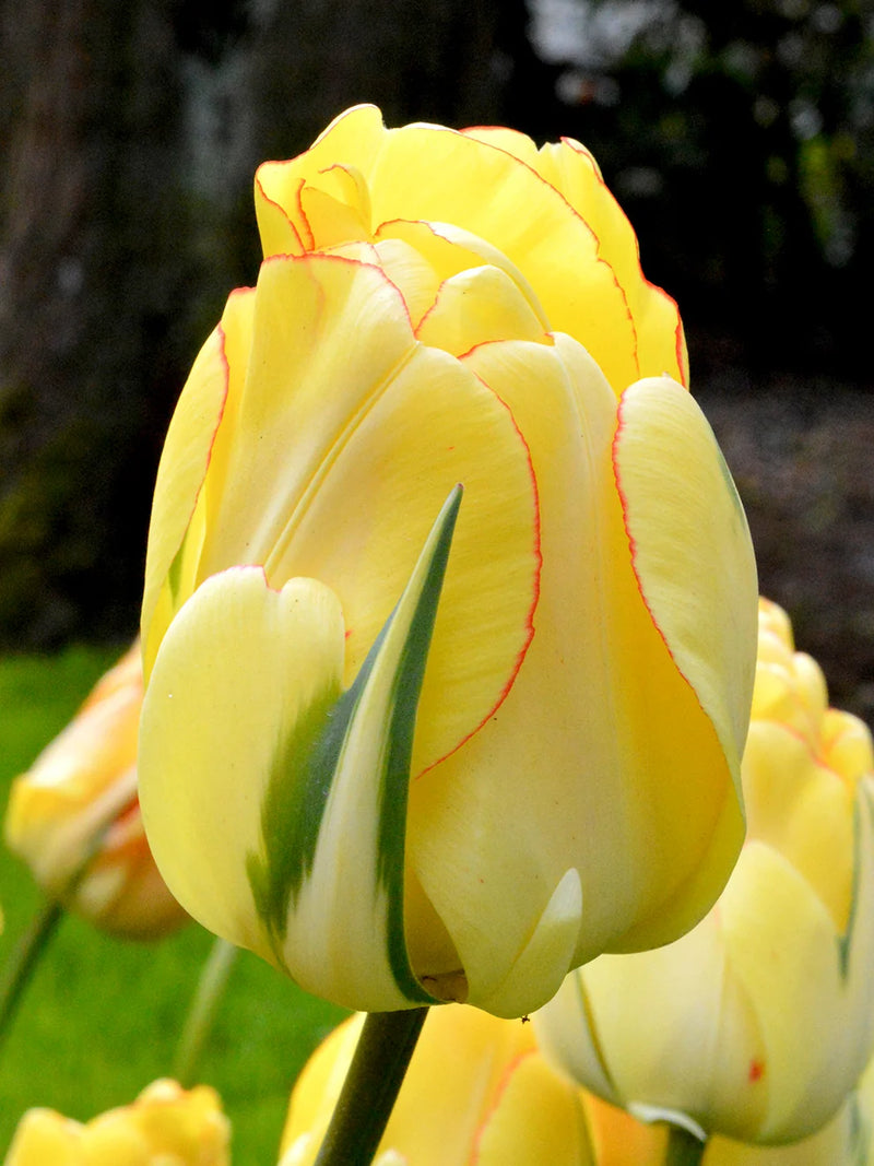 Akebono Double Late Tulip Bulbs for Planting