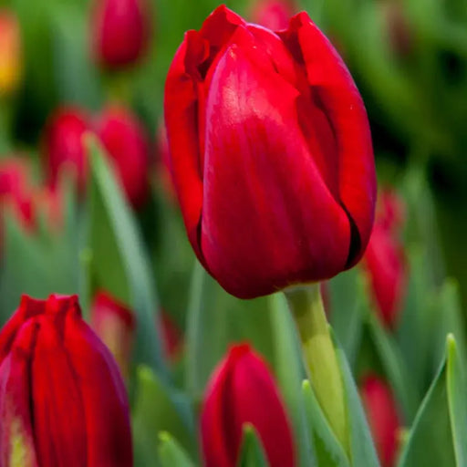 Darwin hybrid tulip BULBS, RED Van Eyk’ ,FALL LANTING Caribbean garden seed