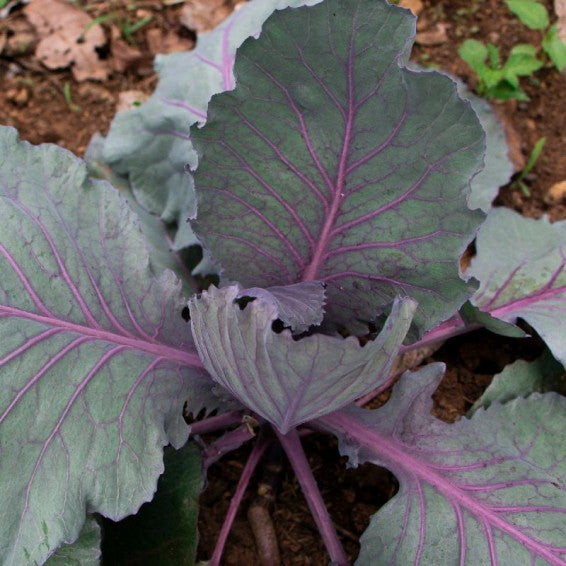 Well-Rooted Red Cabbage Live Plant - Fall Crop