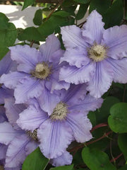 Clematis WILL GOODWIN (Starter Plant) PERENNIAL VINE - Caribbean garden seed