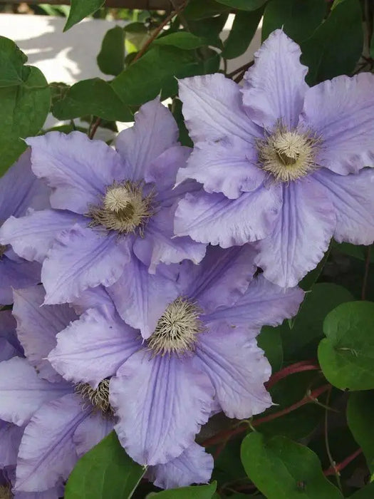 Clematis WILL GOODWIN (Starter Plant) PERENNIAL VINE - Caribbean garden seed