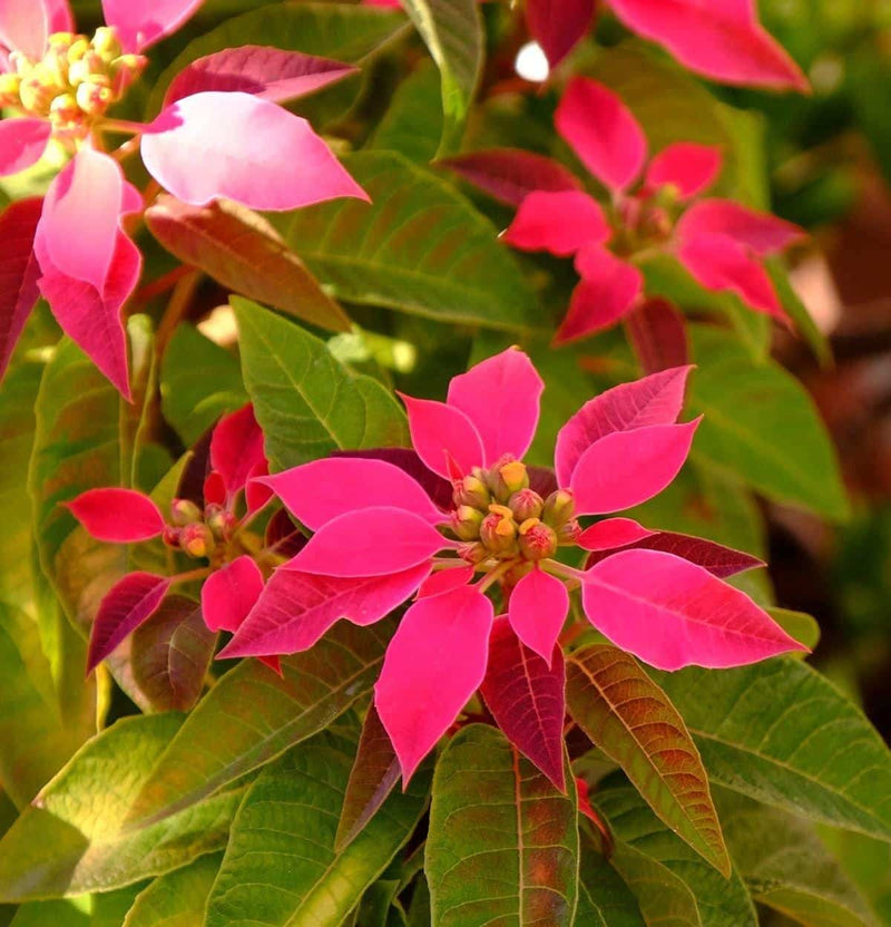 Poinsettia Live Plant | 4.5-Inch Pot