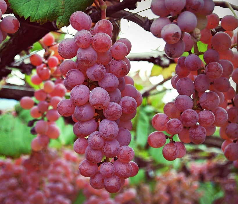 Buy Swenson Red GRAPE VINE ,2 YR LIVE Plant Online | Grow Your Own Food ...