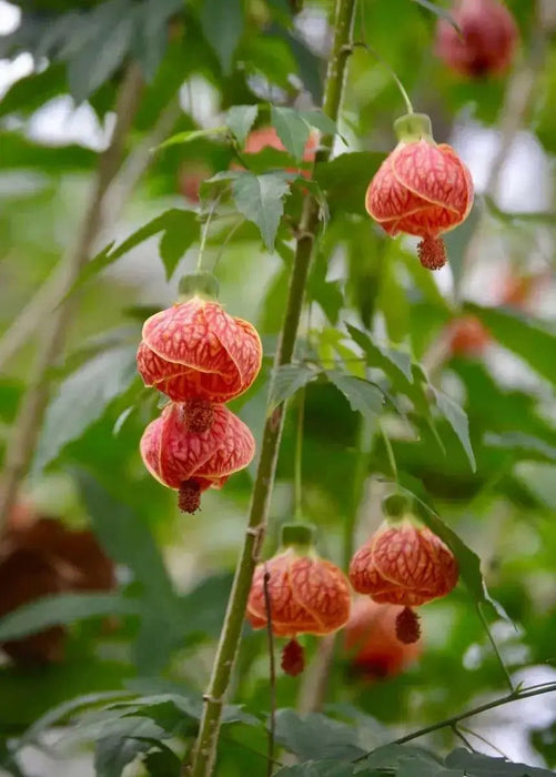 Abutilon 'CHINESE Lantern' LIVE STARTER PLANT, PERENNIAL SHRUB - Caribbean garden seed