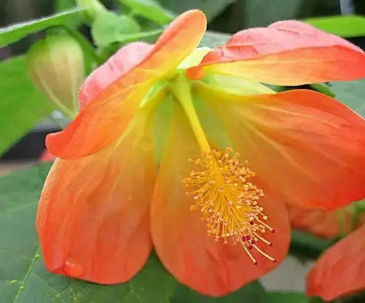 Abutilon Lantern Tangerine,' LIVE STARTER PLANT, PERENNIAL SHRUB - Caribbean garden seed