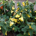 Abutilon 'Lucky Lantern Yellow' LIVE PLANT ,PERENNIAL SHRUB - Caribbean garden seed