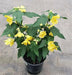 Abutilon 'Lucky Lantern Yellow' LIVE PLANT ,PERENNIAL SHRUB - Caribbean garden seed