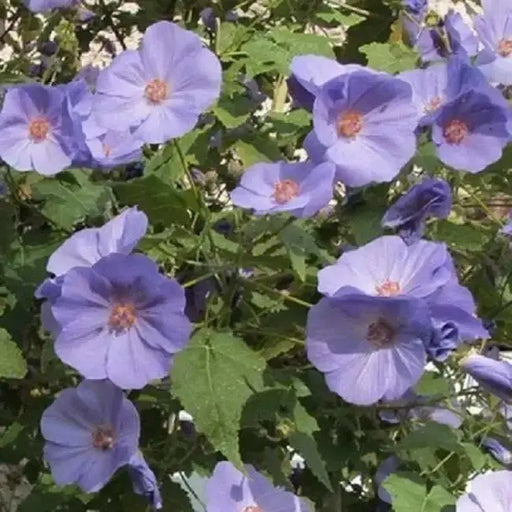 Abutilon Seeds - Indian Mallow, Flowering Maple, continually Perennial - Caribbean garden seed