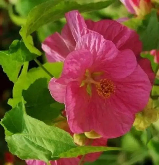 Abutilon Seeds - Pink.also know as  flowering maple, continually bloom-Perennial - Caribbean garden seed