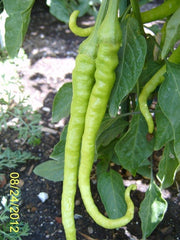 Aci Sivri Hot Pepper Seed, Organic, Medium Heat, very versatile.Open pollinated. 75 days. Heirloom.