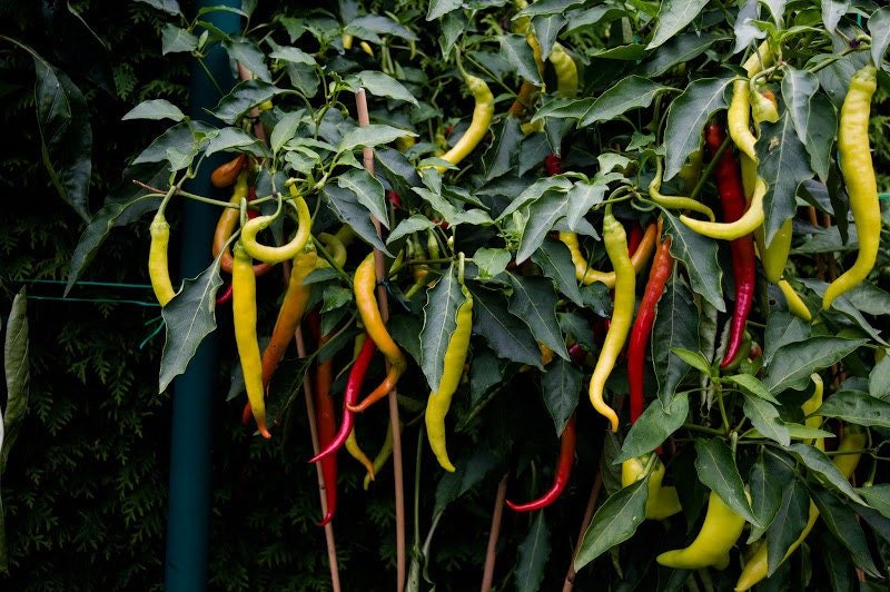 Aci Sivri Hot Pepper Seed, Organic, Medium Heat, very versatile.Open pollinated. 75 days. Heirloom.