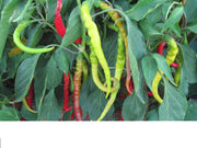 Aci Sivri Hot Pepper Seed, Organic, Medium Heat, very versatile.Open pollinated. 75 days. Heirloom.