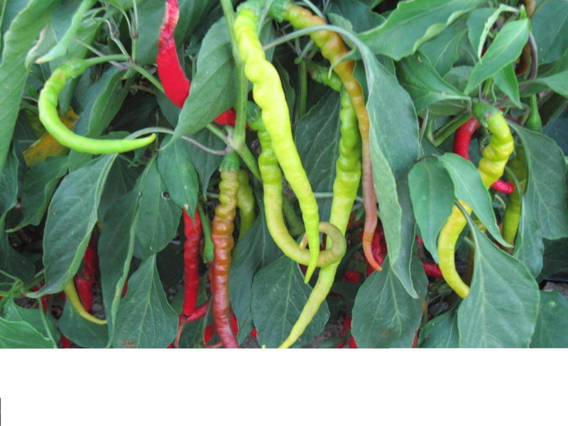 Aci Sivri Hot Pepper Seed, Organic, Medium Heat, very versatile.Open pollinated. 75 days. Heirloom.