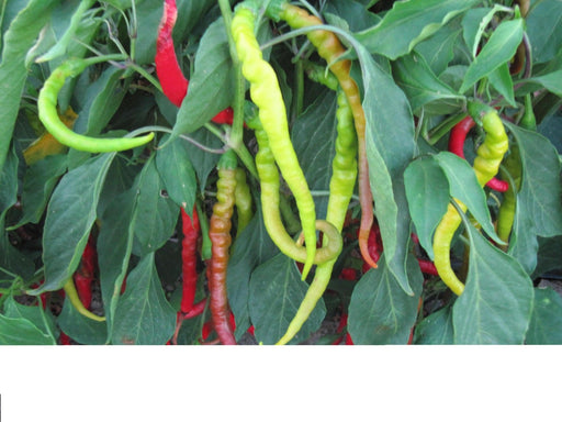 Aci Sivri Hot Pepper Seed, Organic, Medium Heat, very versatile.Open pollinated. 75 days. Heirloom.