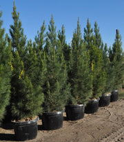 Afghan Pine Seeds, Mondell Pine, Lone Star Christmas Tree ,Pinus eldarica