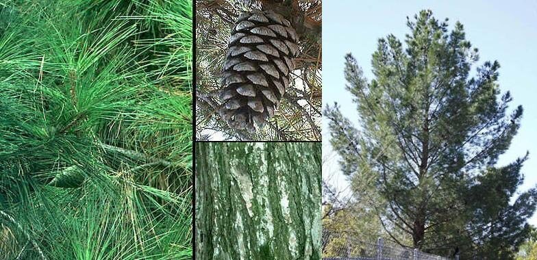 Afghan Pine Seeds, Mondell Pine, Lone Star Christmas Tree ,Pinus eldarica