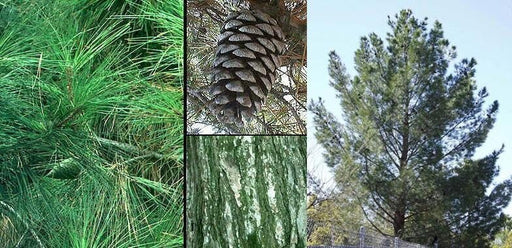 Afghan Pine Seeds, Mondell Pine, Lone Star Christmas Tree ,Pinus eldarica