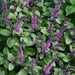 African Blue Basil. (live starter plant) ORGANIC HERB - Caribbean garden seed